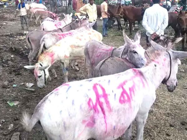 गधों का मेला शुरू: ‘सलमान’,