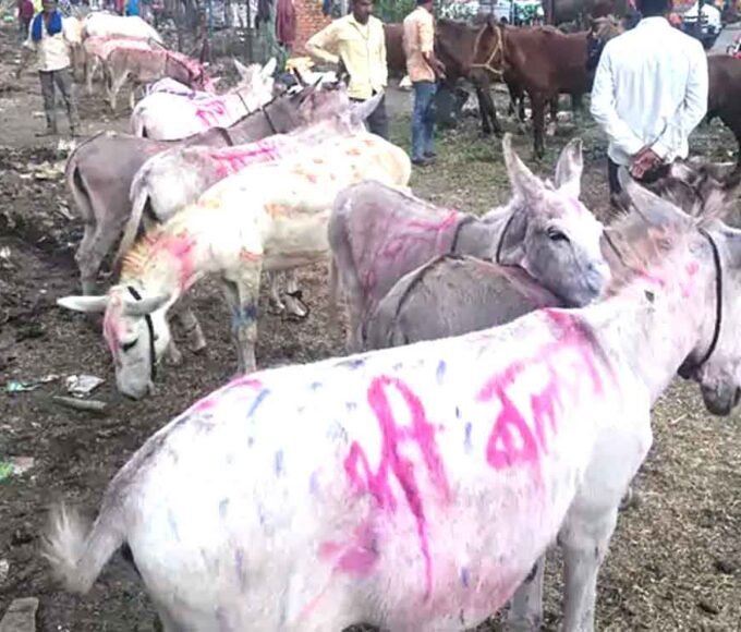 गधों का मेला शुरू: ‘सलमान’,