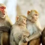 लाल मुंह वाले बंदर फिर बनेंगे ‘संरक्षित