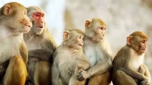 लाल मुंह वाले बंदर फिर बनेंगे ‘संरक्षित