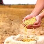 सोयाबीन किसानों के लिए आज 4255