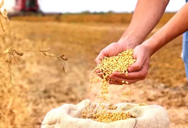 सोयाबीन किसानों के लिए आज 4255