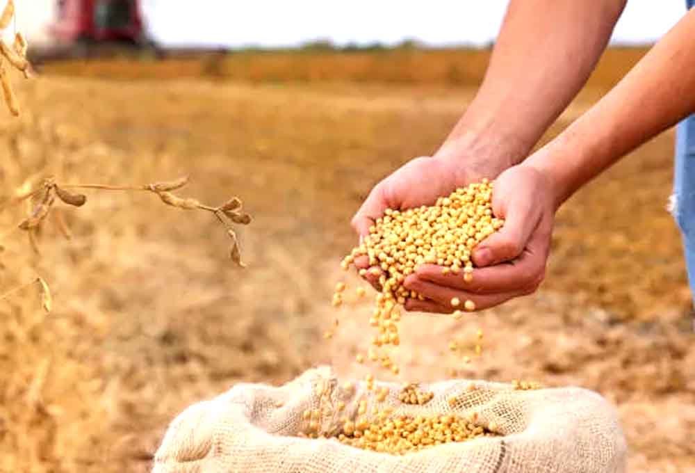सोयाबीन किसानों के लिए आज 4255
