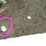 नाले में मिला नवजात शिशु का भ्रूण