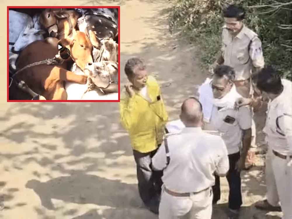 गौवंश तस्करी का पर्दाफाश: पिकअप से