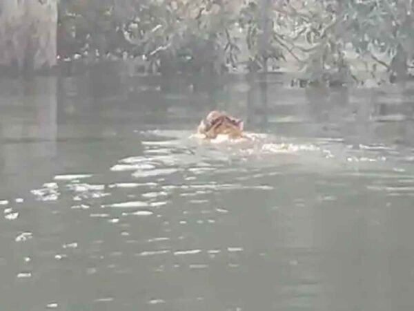 200 मीटर तैरकर