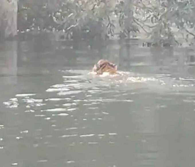 200 मीटर तैरकर