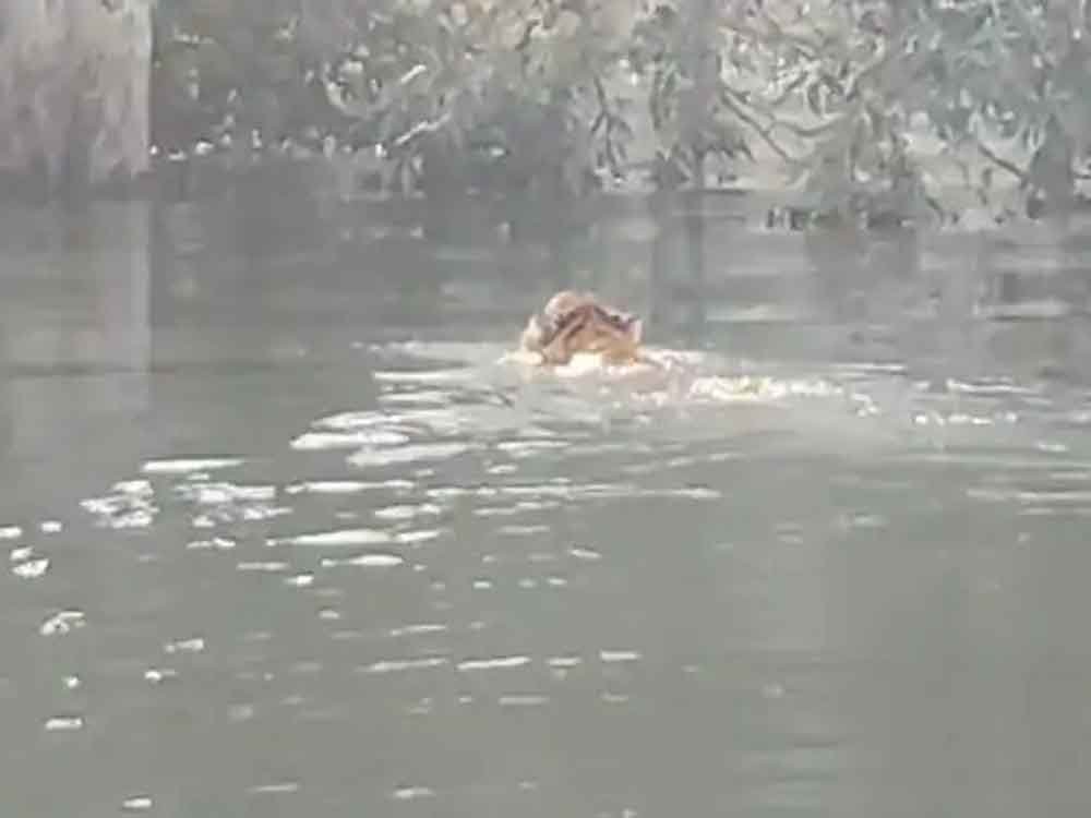 200 मीटर तैरकर