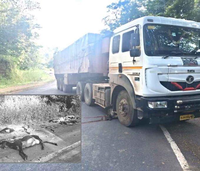 ट्राले ने मचाई तबाही — 26 भेड़ों की