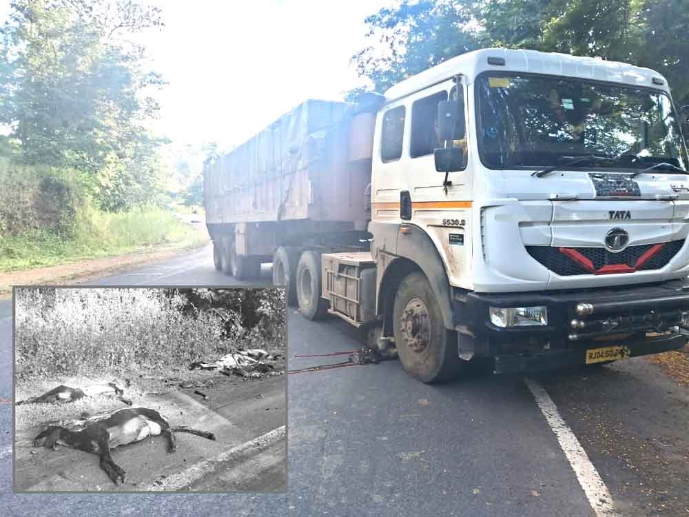 ट्राले ने मचाई तबाही — 26 भेड़ों की