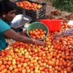 टमाटर फिर हुआ लाल: 15 दिनों में