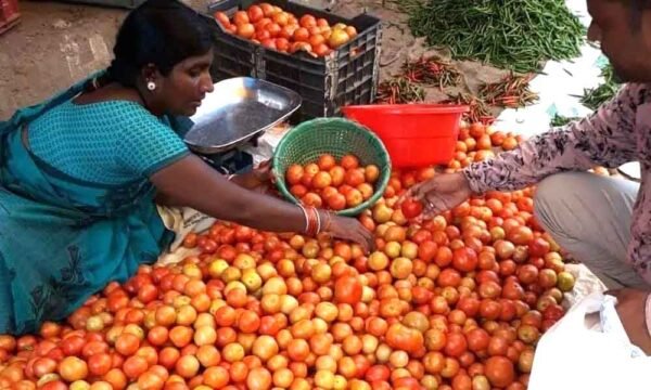 टमाटर फिर हुआ लाल: 15 दिनों में