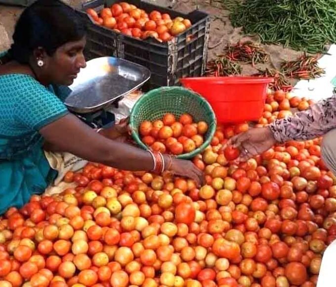 टमाटर फिर हुआ लाल: 15 दिनों में