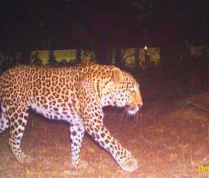 तेंदुआ के आतंक