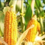 कॉर्न सिटी छिंदवाड़ा में मक्का किसानों