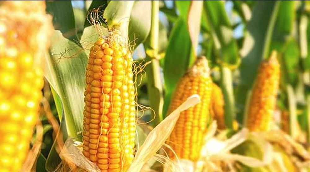 कॉर्न सिटी छिंदवाड़ा में मक्का किसानों