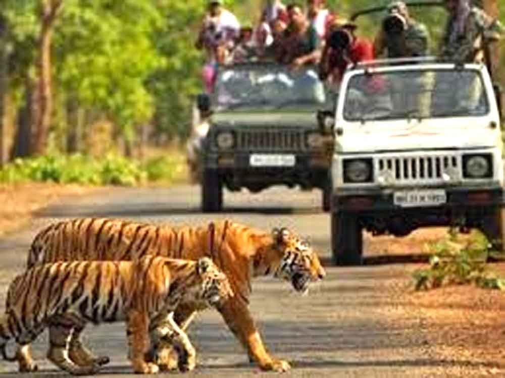 न्यू ईयर पर टाइगर रिजर्व जाने से पहले