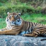 एमपी के टाइगर रिजर्व में मोबाइल पर