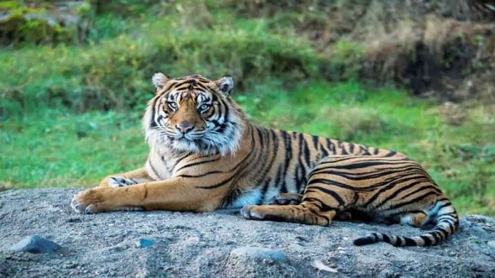 एमपी के टाइगर रिजर्व में मोबाइल पर