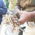 दुर्लभ उल्लू का रेस्क्यू, फॉरेस्ट विभाग