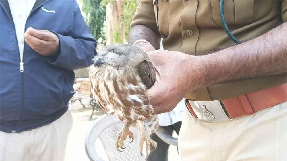 दुर्लभ उल्लू का रेस्क्यू, फॉरेस्ट विभाग