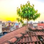 नया साल 2026