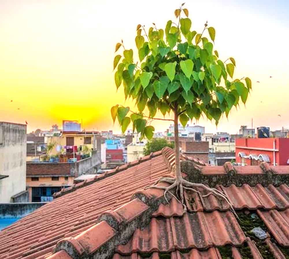 नया साल 2026