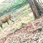 सारनी क्षेत्र में फिर दिखा बाघ का मूवमेंट,