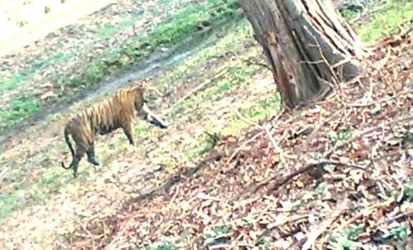 सारनी क्षेत्र में फिर दिखा बाघ का मूवमेंट,