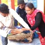 घायल मोर का डॉ. प्रीति बंसल ने किया