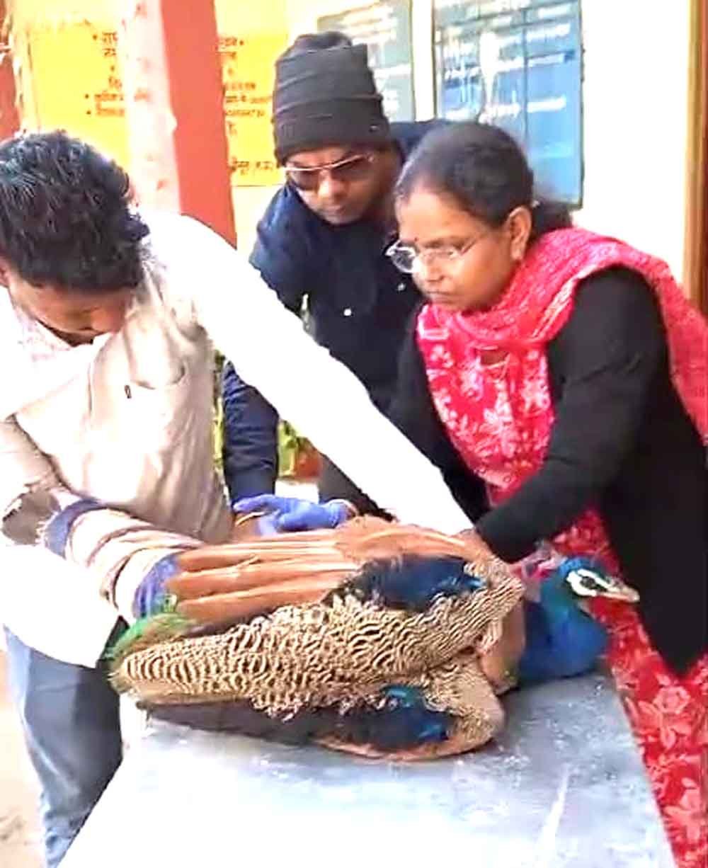 घायल मोर का डॉ. प्रीति बंसल ने किया