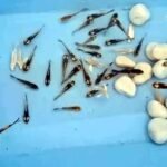 एमपी में 2026 होगा ‘कृषक