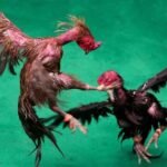 मुर्गा लड़ाई से 1.53 करोड़ की जीत, असम