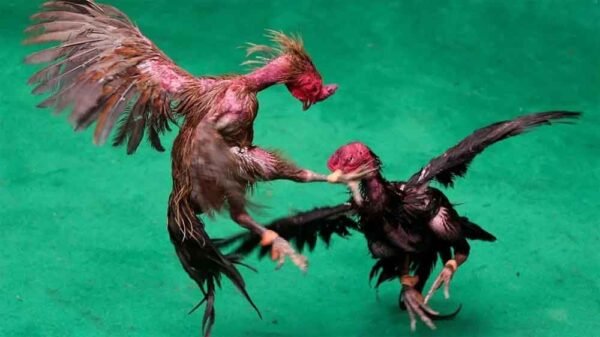 मुर्गा लड़ाई से 1.53 करोड़ की जीत, असम