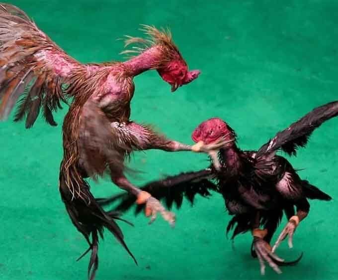 मुर्गा लड़ाई से 1.53 करोड़ की जीत, असम