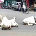 मवेशियों पर FMD