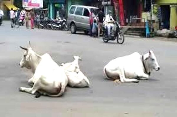 मवेशियों पर FMD