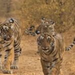 मध्य प्रदेश में बाघों की बढ़ती मौतों