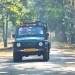 नए साल पर कान्हा टाइगर रिजर्व में