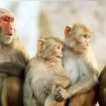 बंदरों की सामूहिक