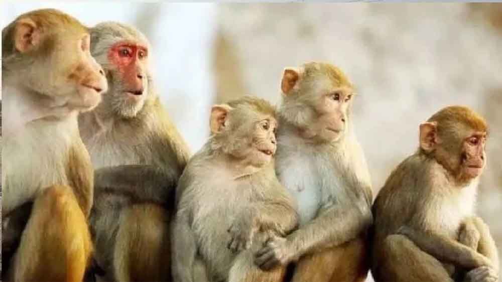 बंदरों की सामूहिक