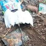 पतंगबाजी का शौक बेजुबानों पर