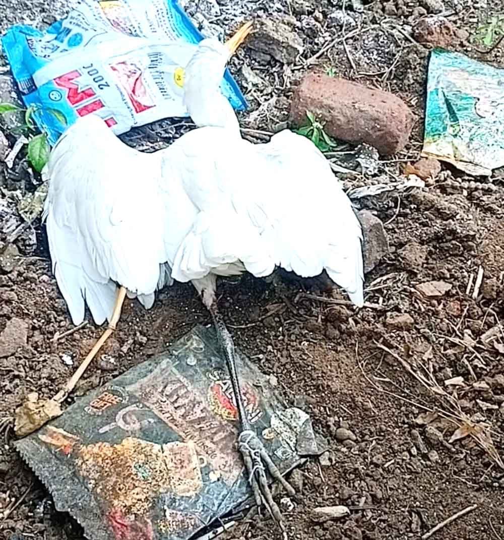 पतंगबाजी का शौक बेजुबानों पर