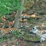 मध्य प्रदेश में बनेगा 625 किमी लंबा