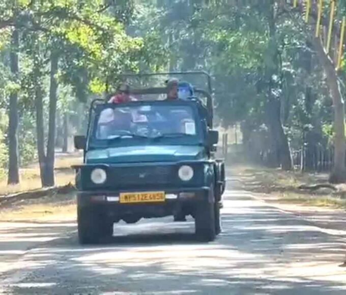 नए साल पर कान्हा टाइगर रिजर्व में