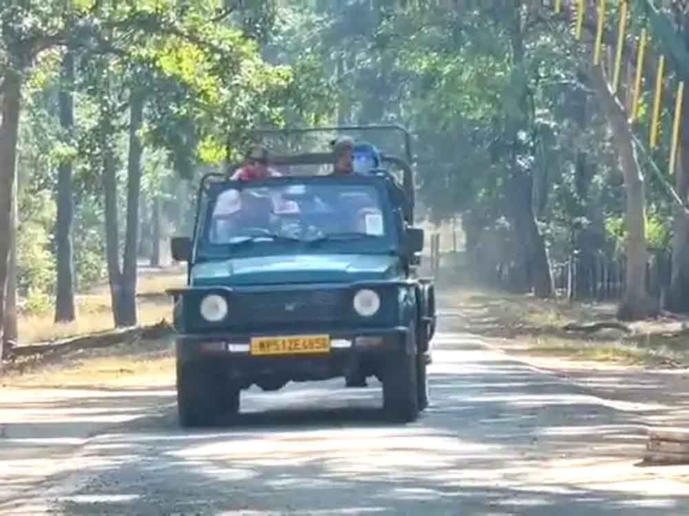 नए साल पर कान्हा टाइगर रिजर्व में