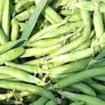 मटर और मक्का के गिरते दामों से