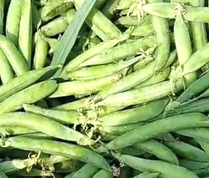 मटर और मक्का के गिरते दामों से