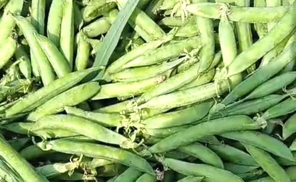 मटर और मक्का के गिरते दामों से