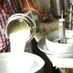 दुनिया में सबसे बड़ा दूध उत्पादक भारत